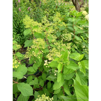 Hortensja bukietowa Mega Pearl-Hydrangea paniculata