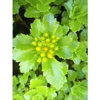 Rozchodnik kaukaski-Sedum spurium