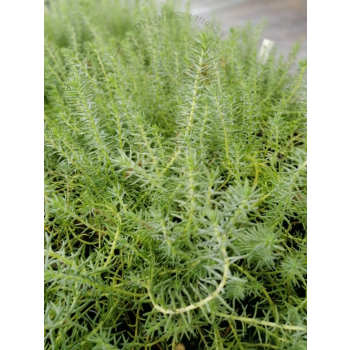 Rozchodnik ościsty-Sedum reflexum