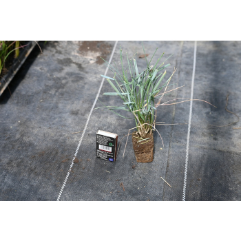Wydmuchrzyca Magellana - Elymus magellanicuss