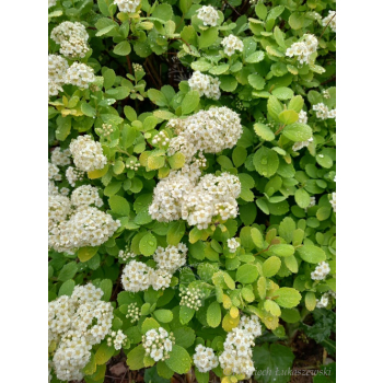 Tawuła brzozolistna Tor-Spiraea betulifolia