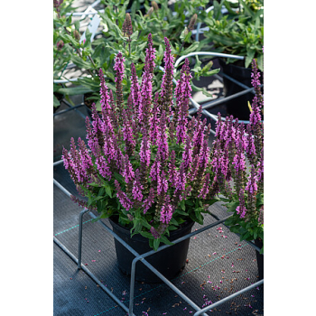 Szałwia omszona Pink Paradise - Salvia nemorosa