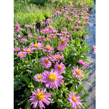 Aster alpejski różowy-Aster alpinus