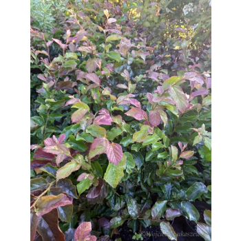 Parocja perska Burgundy-Parrotia persica