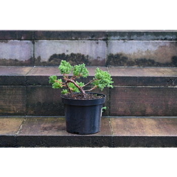 Jałowiec rozesłany Nana - Juniperus procumbens 0024