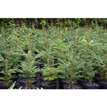 Jodła Veitcha - Abies veitchii