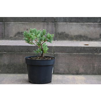 Jalowiec łuskowy Holger - Juniperus squamata
