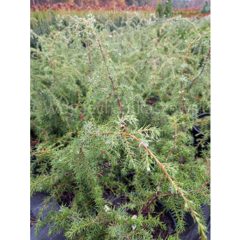 Jałowiec pospolity Oblonga Pendula-Juniperus communis
