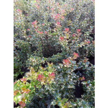 Ostrokrzew Red Beauty-Ilex