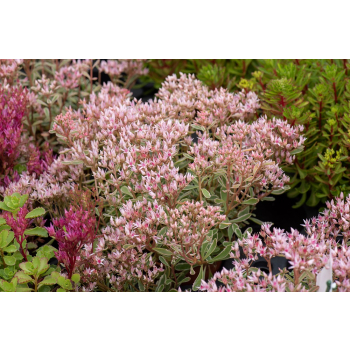Rozchodnik Tricolor - Sedum spurium