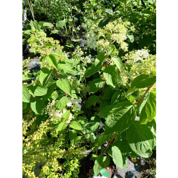 Hortensja bukietowa Lammetje-Hydrangea paniculata