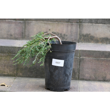 Choina kanadyjska Cole's Prostrate -Tsuga canadensis 0007