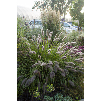 Rozplenica japońska National Arboretum - Pennisetum alopecuroides