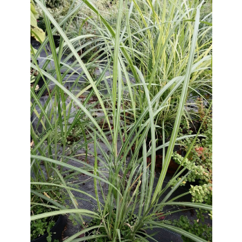 Miskant chiński Krater-Miscanthus sinensis