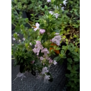 Macierzanka piaskowa-Thymus serpyllum