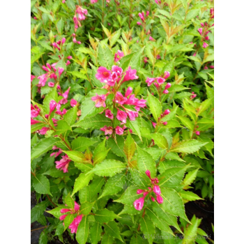 Krzewuszka Big Love-Weigela