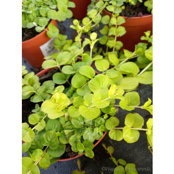 Tojeść rozesłana-Lysimachia nummularia Goldilocks