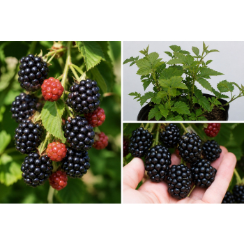 Jeżyna Juhas - Rubus fruticosus