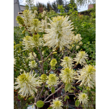 Fotergilla Mount Airy-Fothergilla x intermedia