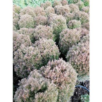 Żywotnik zachodni Teddy - Thuja occidentalis