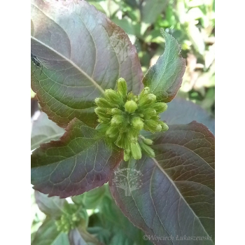 Zadrzewnia Troja Black-Diervilla rivularis