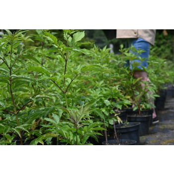 Bez koralowy - Sambucus racemosa