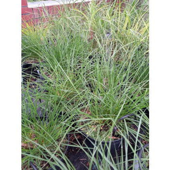 Rozplenica japońska-Pennisetum alopecuroides