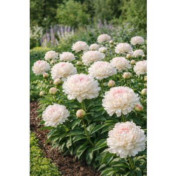 Piwonia chińska ShirleyTemple - Paeonia lactiflora
