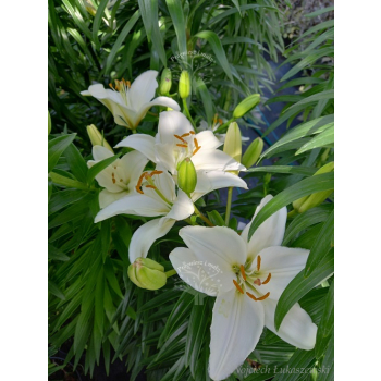 Lilia azjatycka Ivory Pixie-Lilium asiatic