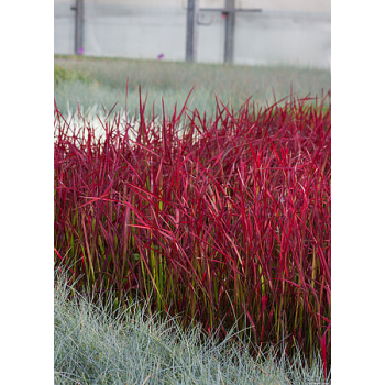 Imperata cylindryczna Red Baron - Imperata cylindrica