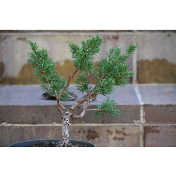 Jałowiec chiński Shimpaku - Juniperus chinensis 0089