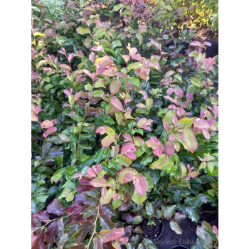 Parocja perska Burgundy-Parrotia persica