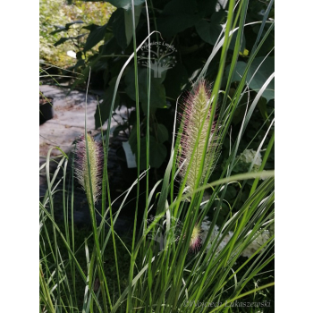 Rozplenica japońska Hameln - Pennisetum alopecuroides
