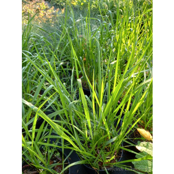 Turówka wonna-Hierochloe odorata