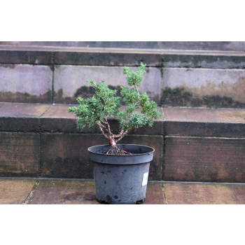 Jałowiec chiński Shimpaku - Juniperus chinensis 0087