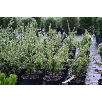 Choina Martensa - Tsuga mertensiana