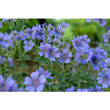 Bodziszek Renarda Philippe Vapelle - Geranium renardii