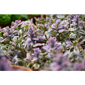 Dąbrówka rozłogowa Burgundy Glow - Ajuga reptans