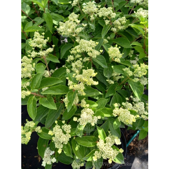 Hortensja bukietowa Dharuma-Hydrangea paniculata