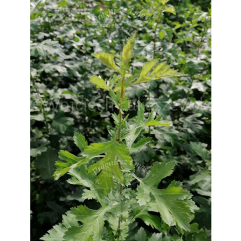 Głóg jednoszyjkowy-Crataegus monogyna