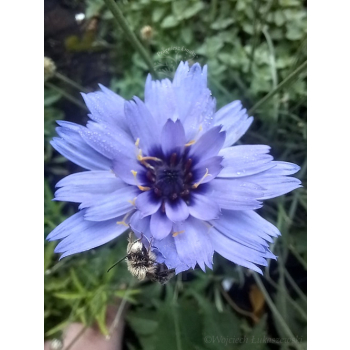Kupidynek - Catanache caerulea