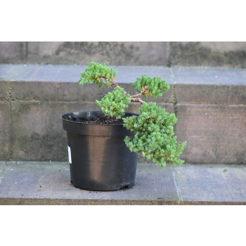 Jałowiec rozesłany Nana - Juniperus procumbens 0019