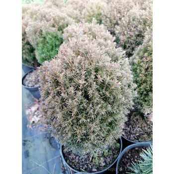 Żywotnik zachodni Teddy - Thuja occidentalis