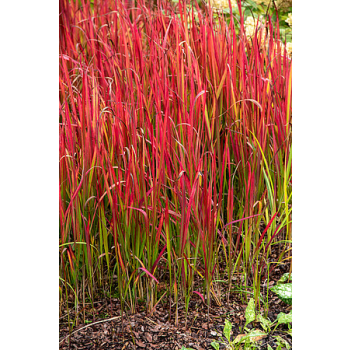 Imperata cylindryczna Red Baron - Imperata cylindrica