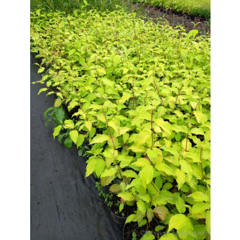 Dereń rozłogowy Sunshine-Cornus sericea