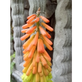 Trytoma groniasta-Kniphofia
