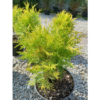 Żywotnik zachodni Golden Globe-Thuja occidentalis