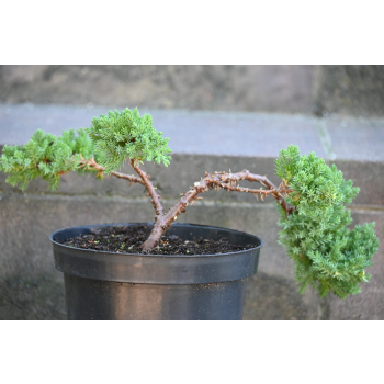 Jałowiec rozesłany Nana - Juniperus procumbens 0019
