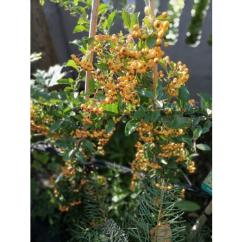 Ognik Soleil d`Or-Pyracantha
