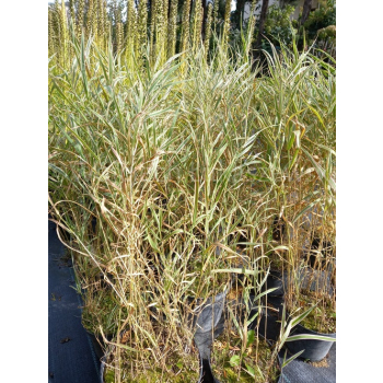 Mozga trzcinowata Picta-Phalaris arundinacea